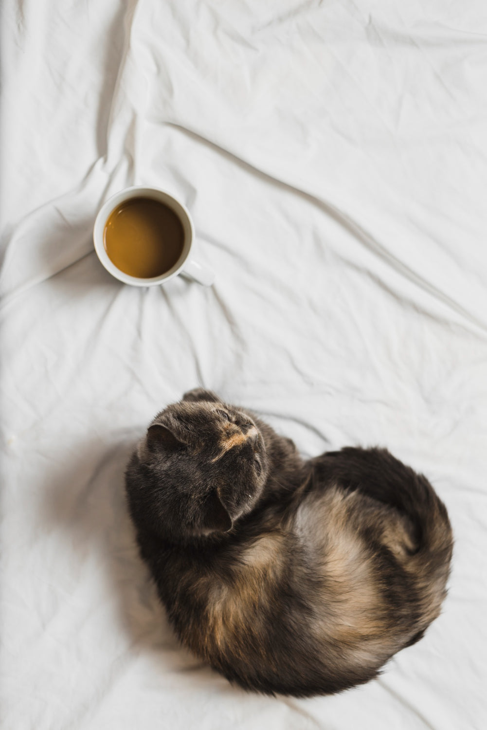 HAYTAP x nu29 - Cat Mom Cup
